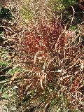Japanese Blood Grass / Imperata cylindrica 